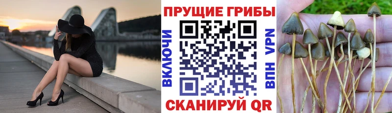 Купить где  Армянск  Галлюциногенные грибы Psilocybe 